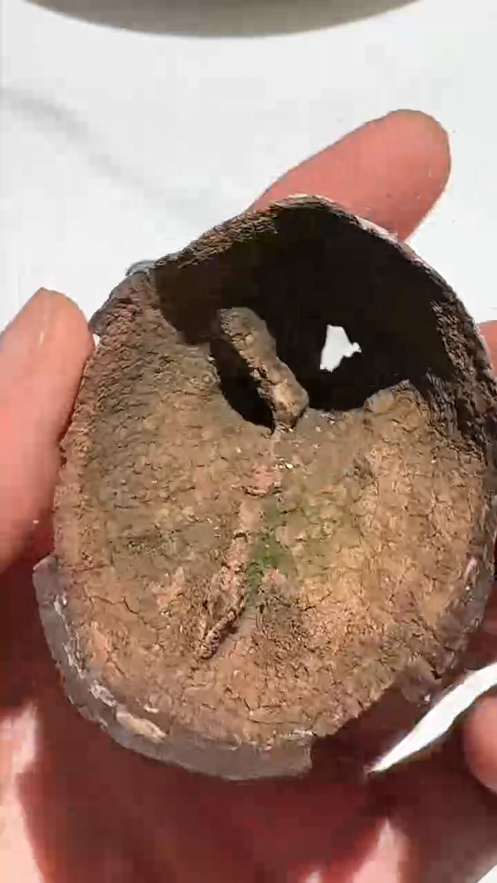 【闪购商品】沉香手把件海南霸王岭5.5g