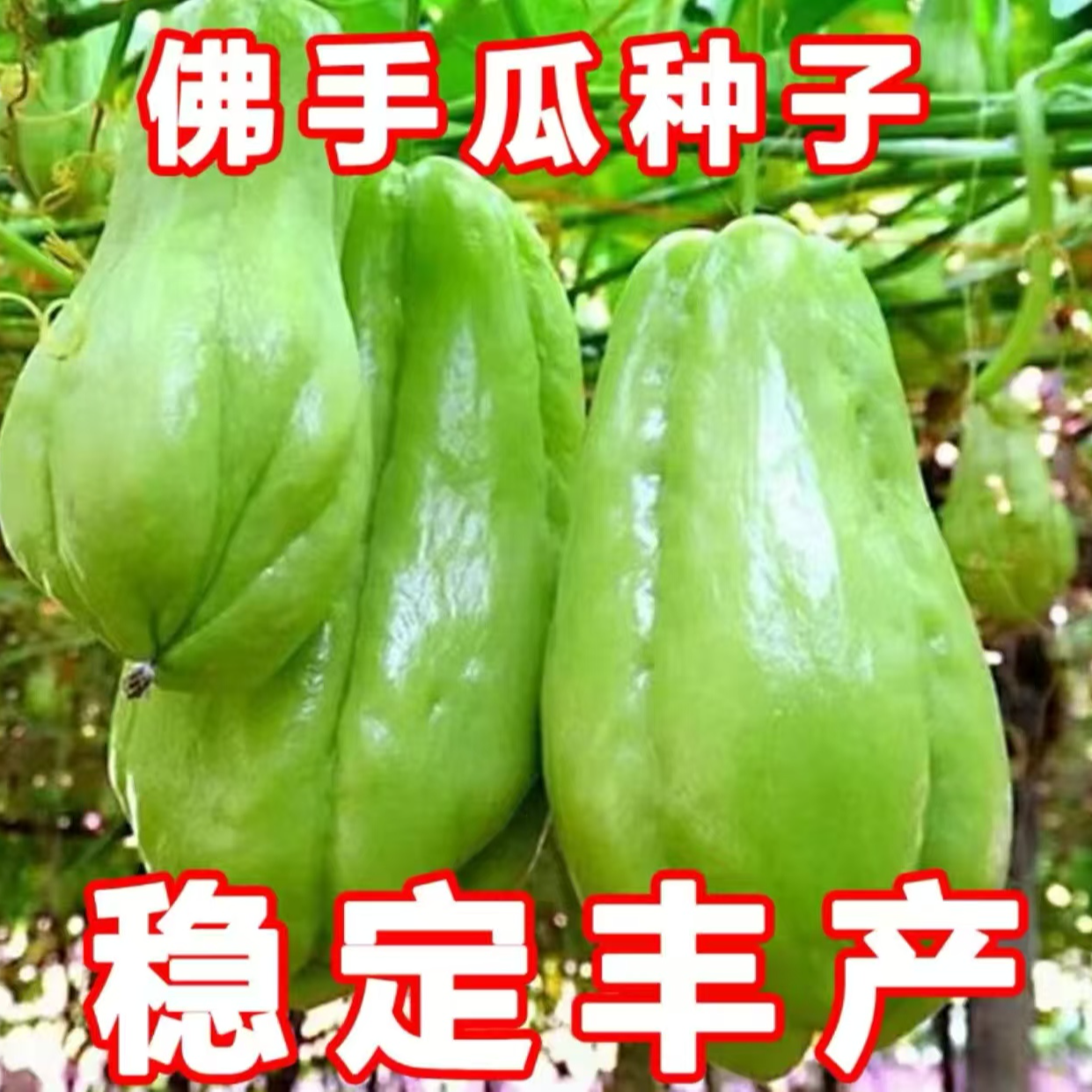 【佛手瓜种子】四季种植盆栽地栽阳台小院种植