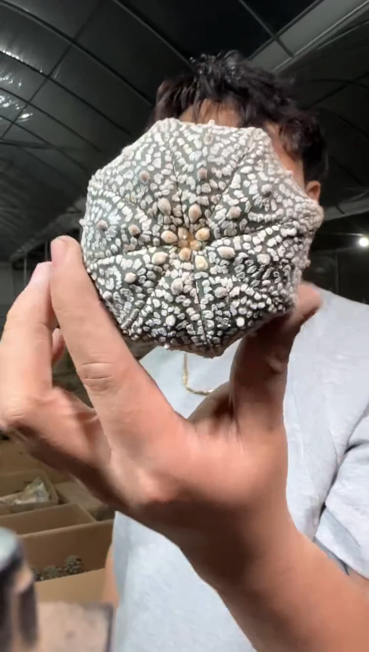 超浓白兜【实生根】6-8cm