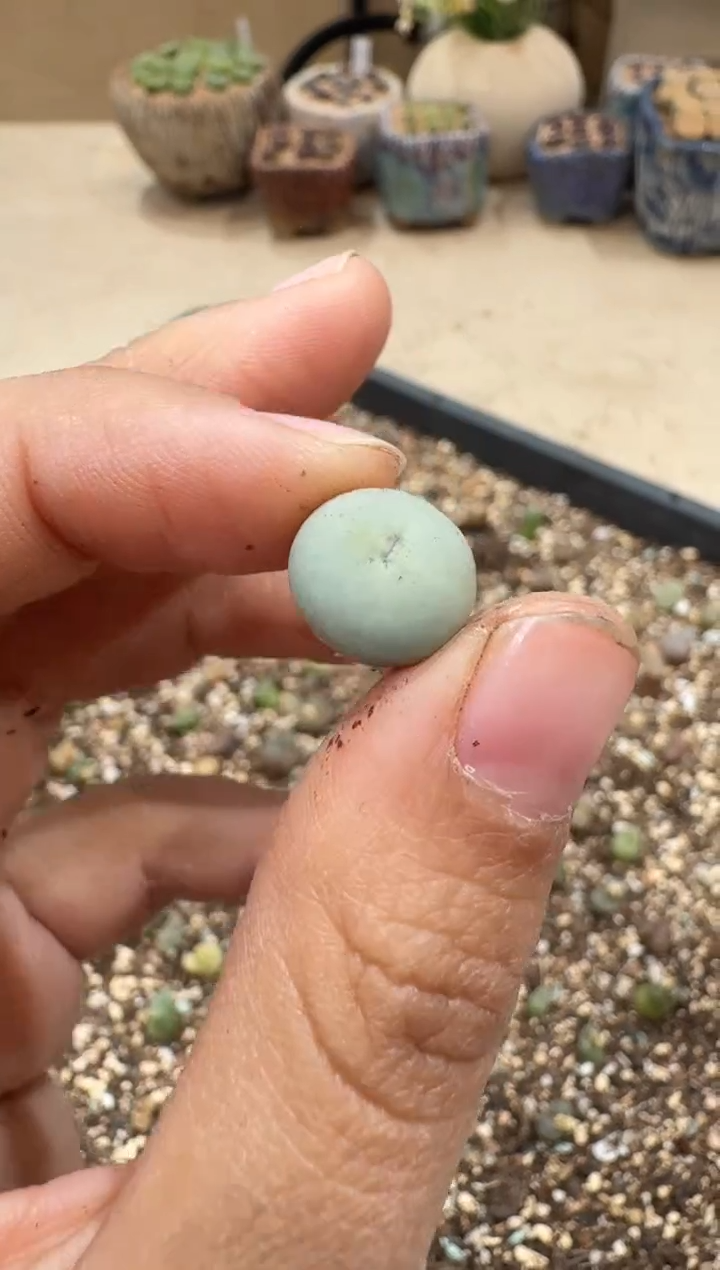 多肉植物肉锥3-110