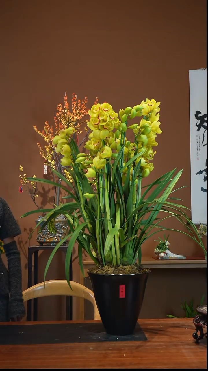 全部花朵黄色兰盆景盆景盆景