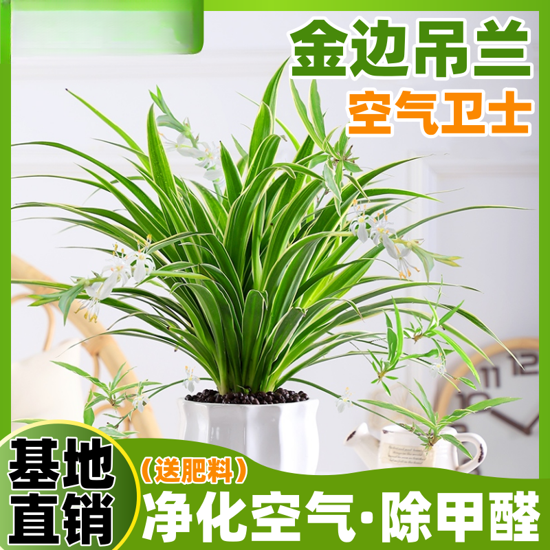 金边吊兰盆栽花卉室内净化空气水培绿植四季花卉绿植盆栽网红植物