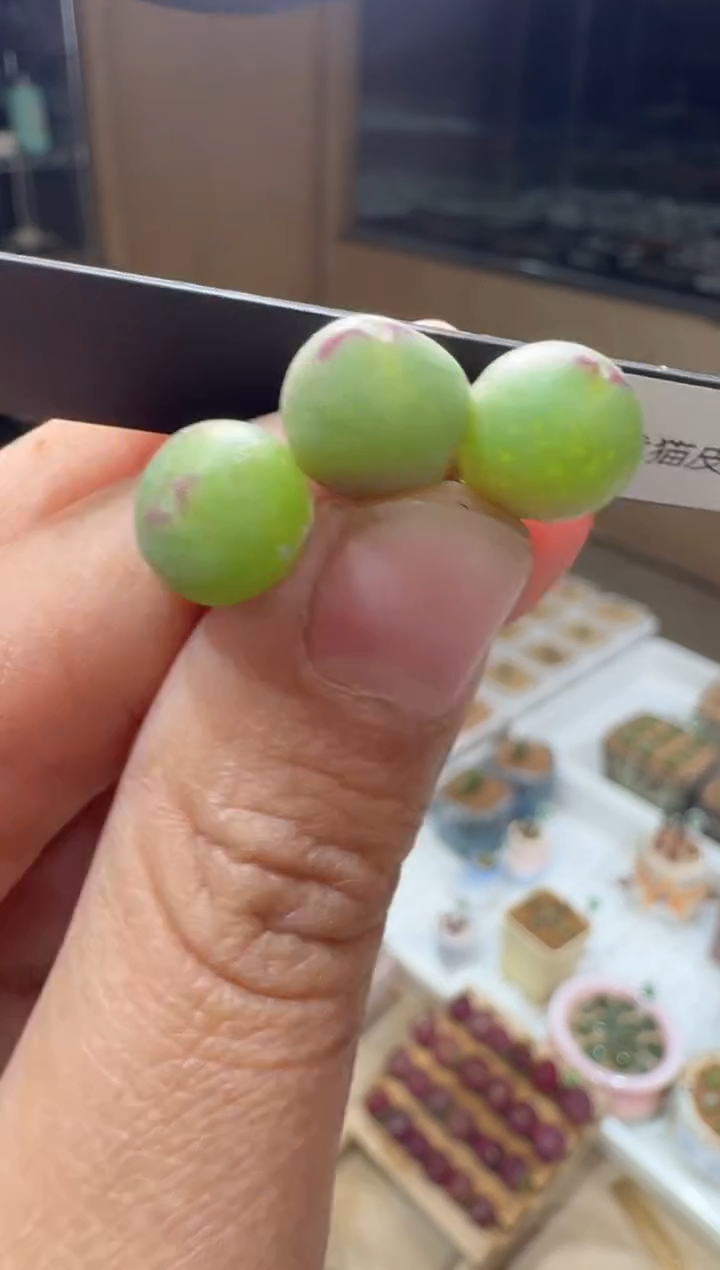 117多肉植物肉锥龙猫皮卡丘一颗