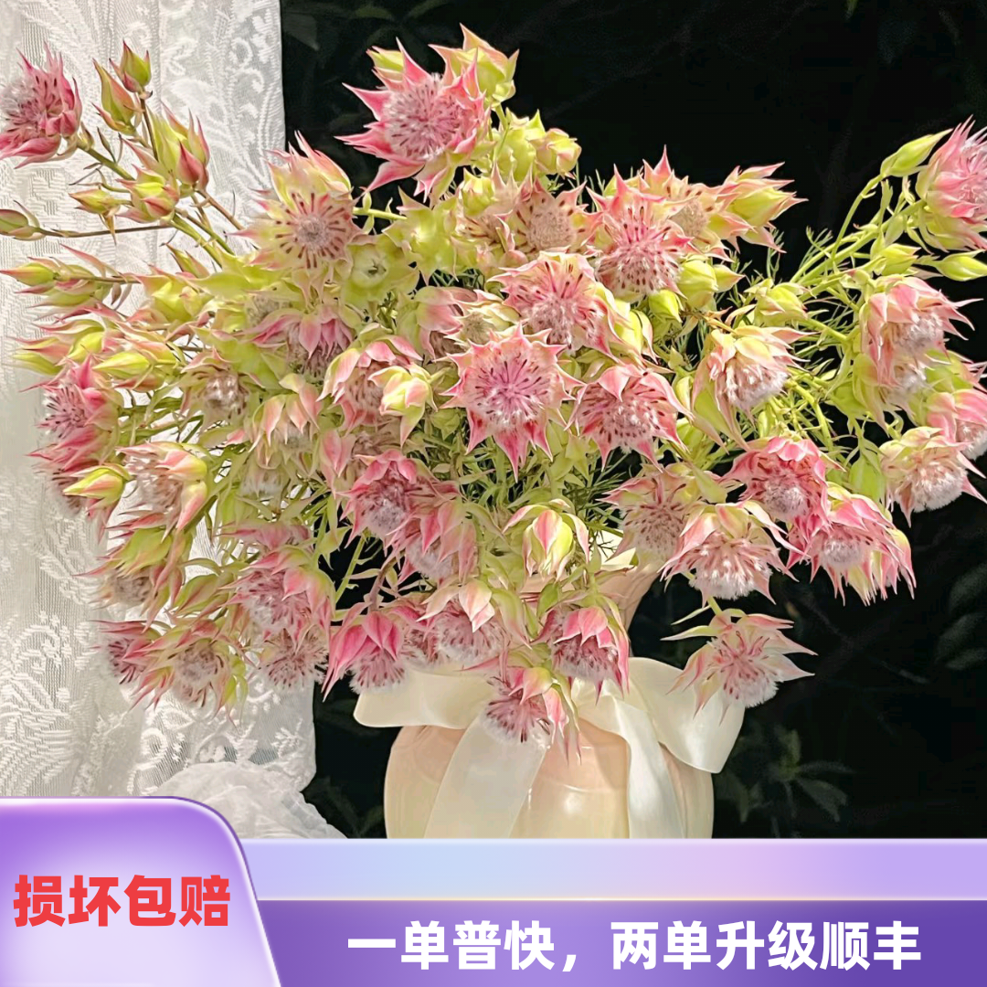 新娘花中腿1扎   任意2单升级顺丰冷链