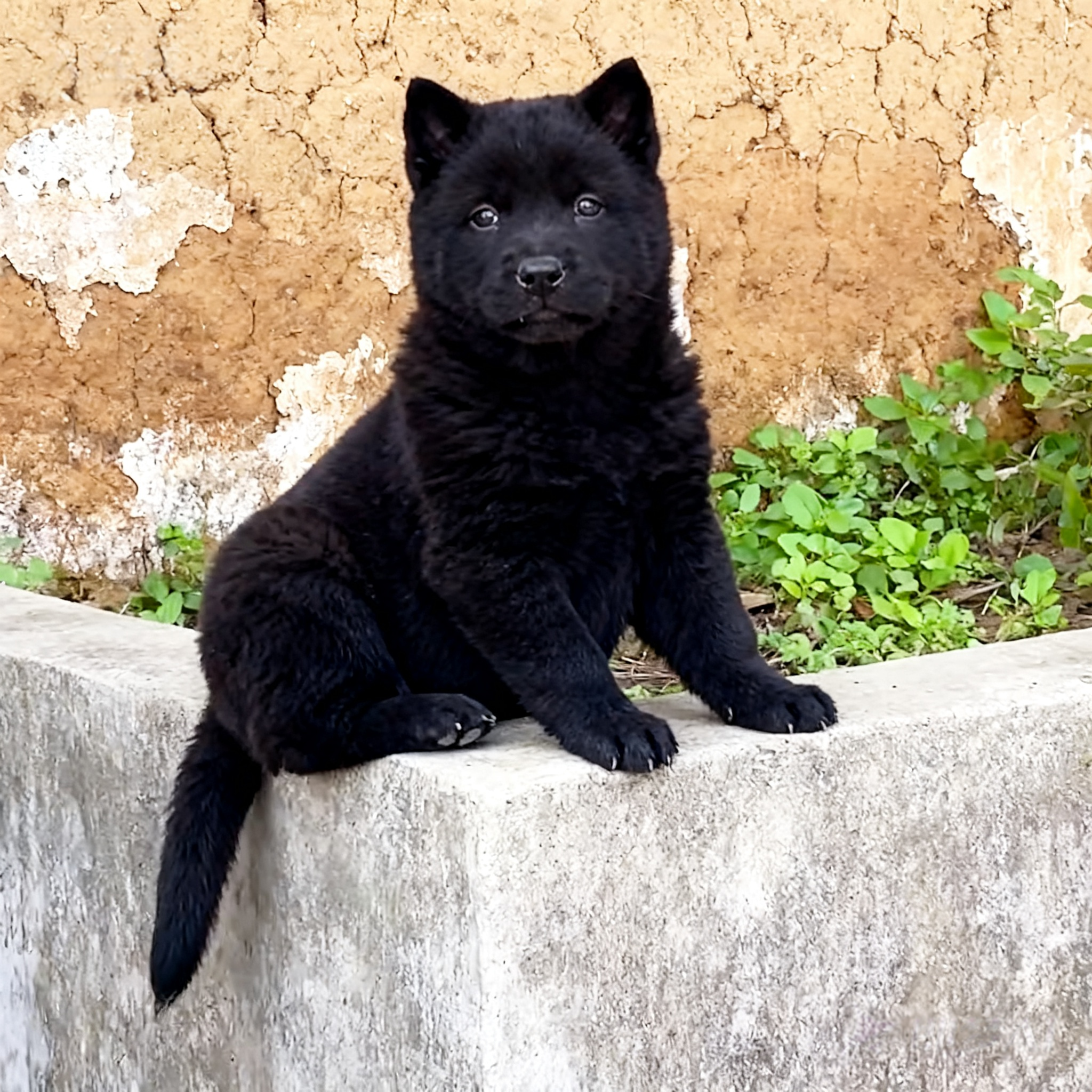五黑犬幼犬大型犬虎头赶山犬纯黑便宜猫耳中华田园犬全黑唐狗土狗