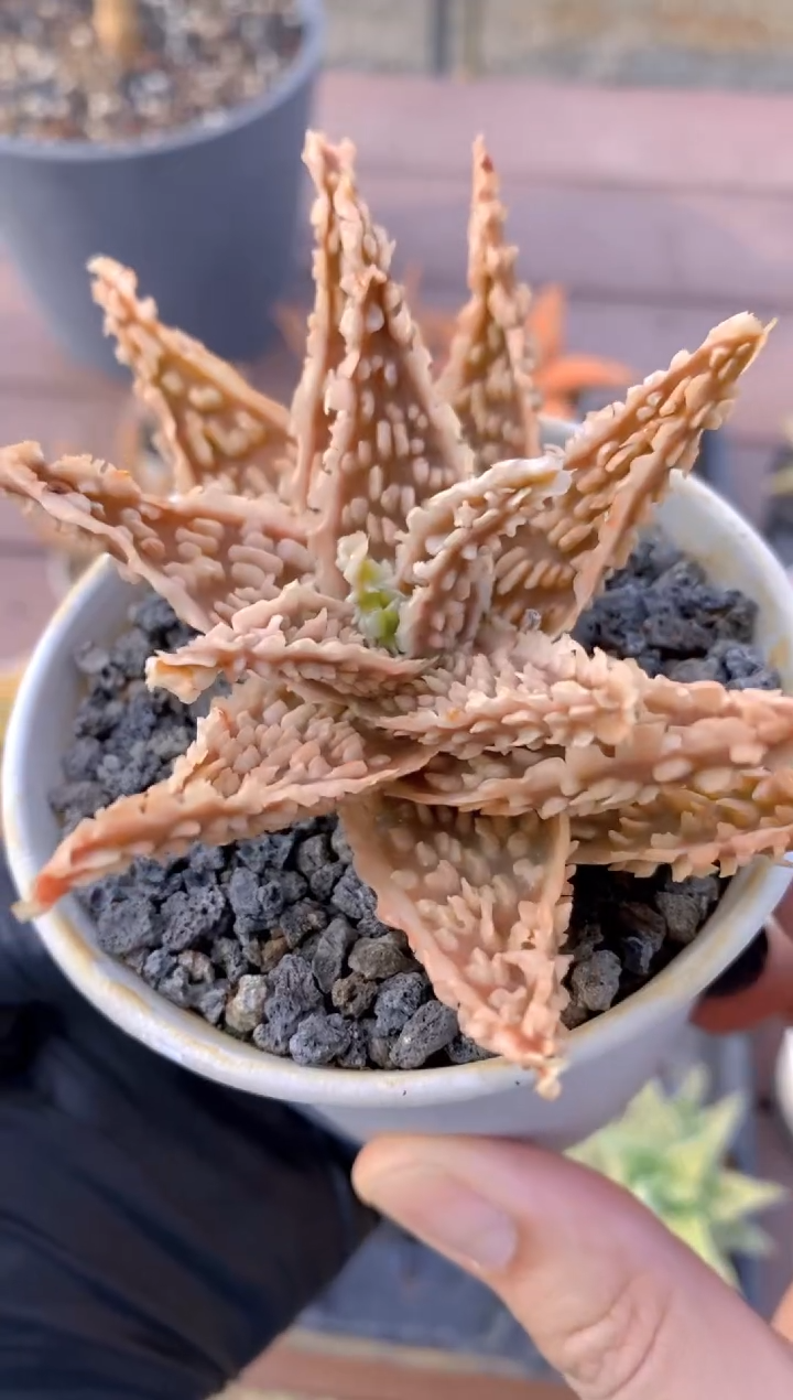 【闪购商品】园艺芦荟FB-132