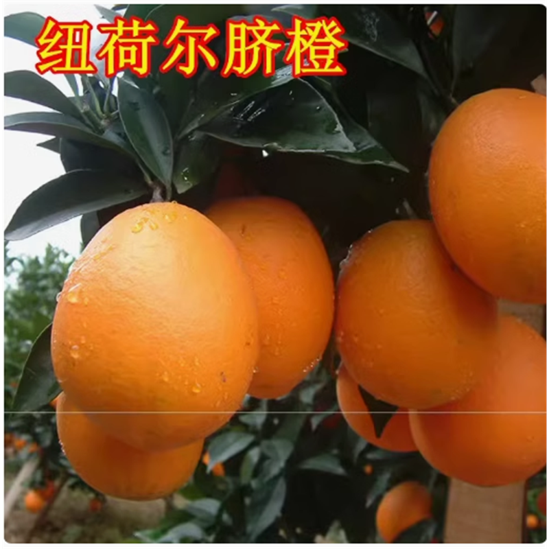 纽荷尔脐橙苗 四川嫁接脐橙树苗直销 脐橙苗 桔子柚子
