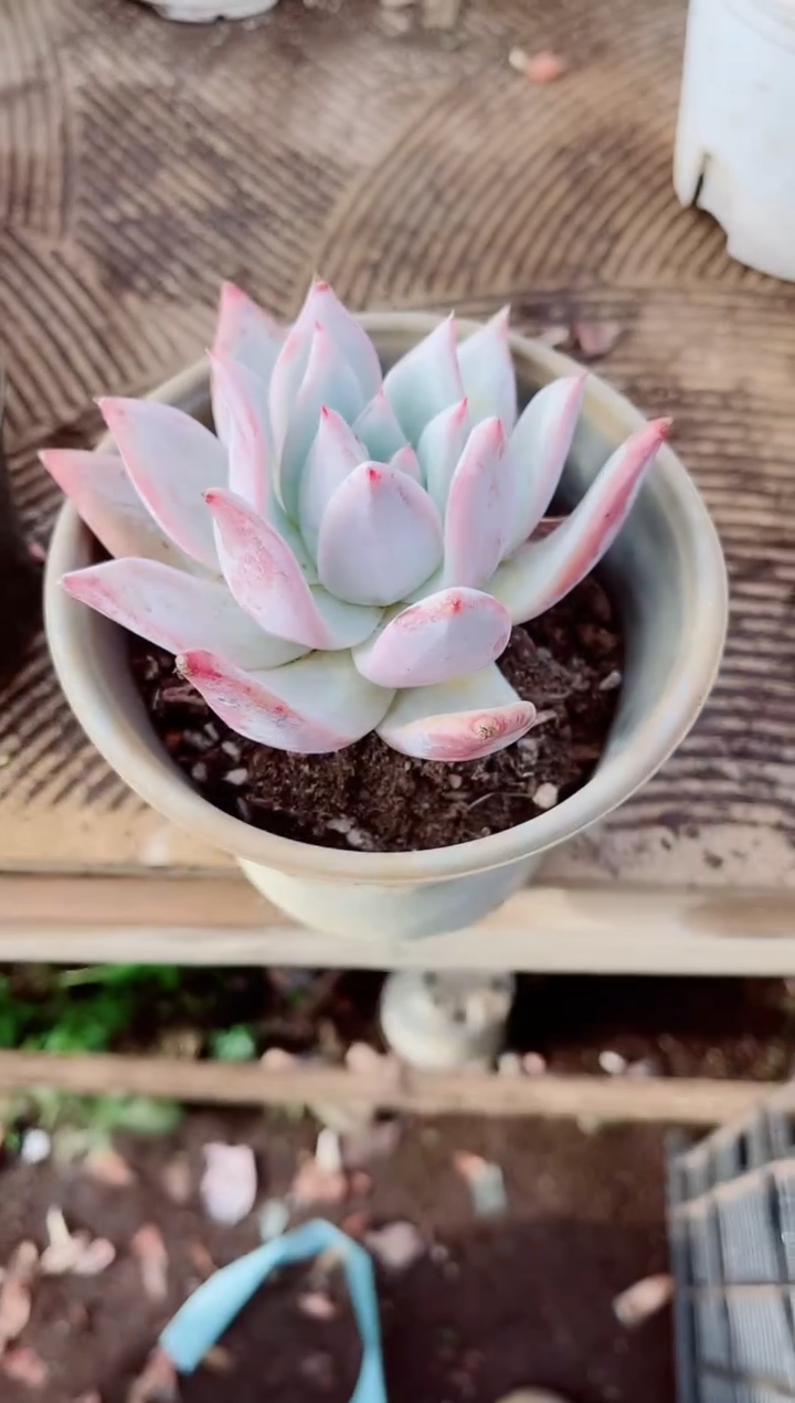 翡***?跃跃精品多肉2474