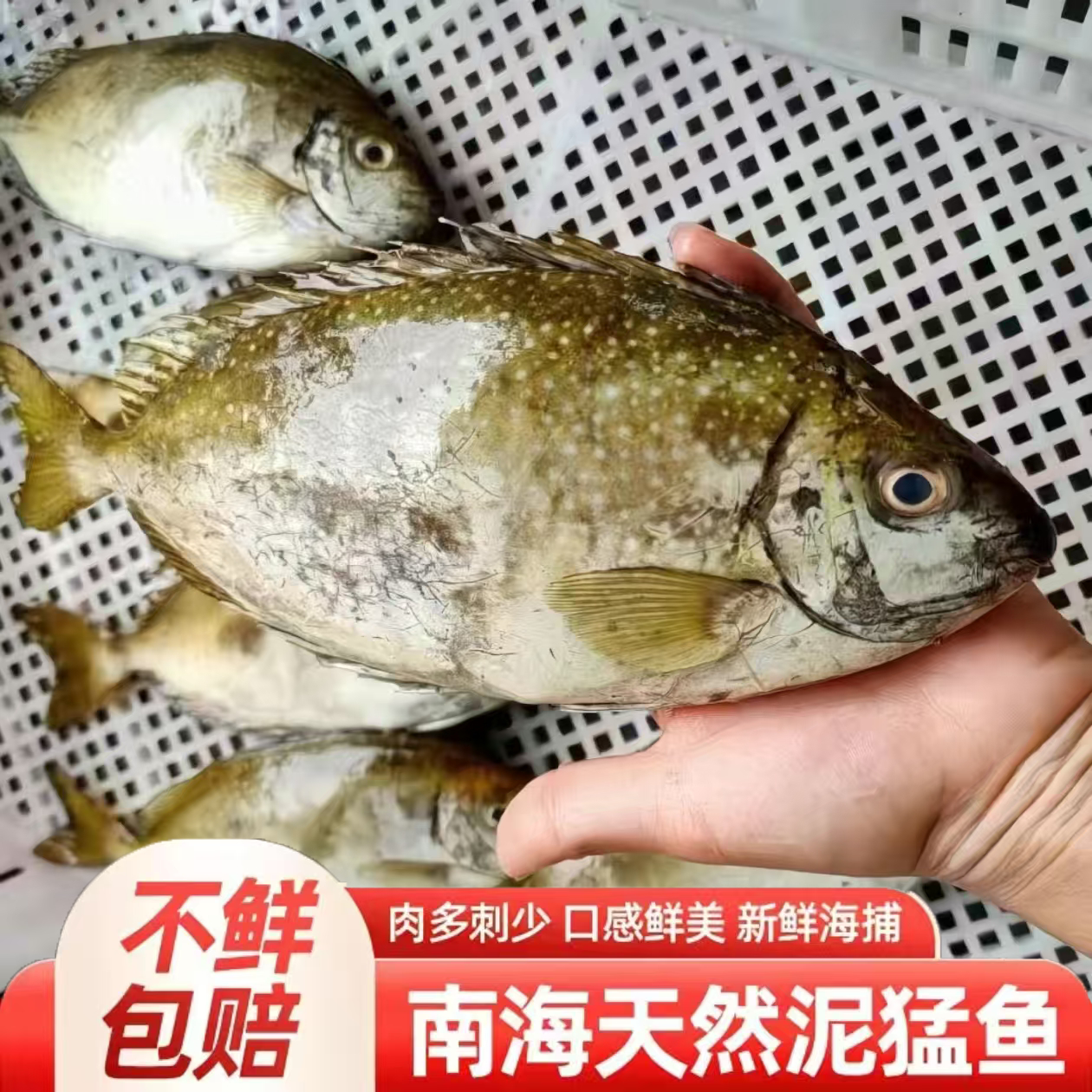 4条/斤 c 野生照灯泥猛鱼  柠檬鱼 顺丰冷链 海鱼