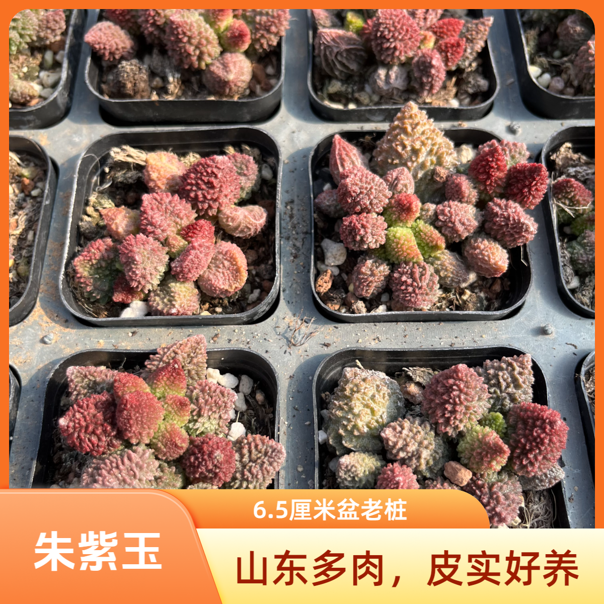 朱紫玉水泡5-6厘米老桩多肉