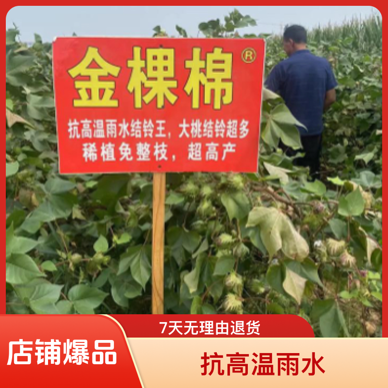 金棵棉金农308抗高温棉花种
