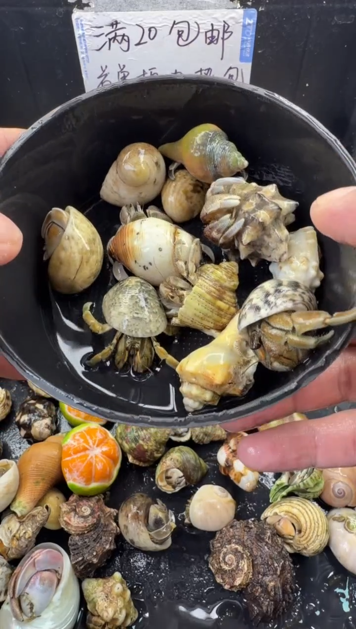 豆丁11只包活到手6只，不包全品