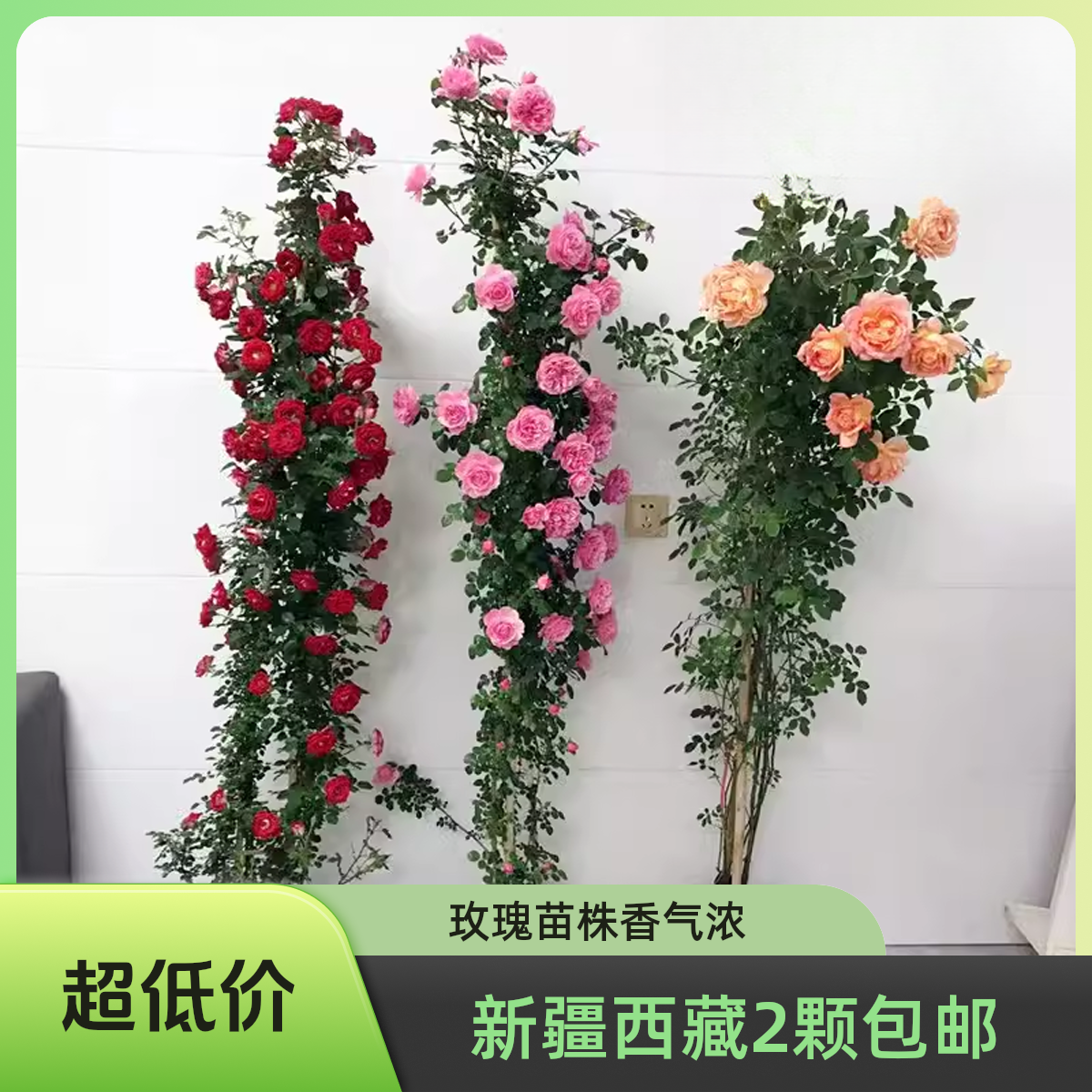 新疆西藏包邮发货蔷薇花苗爬藤植物庭院浓香爬墙玫瑰月季地载花卉