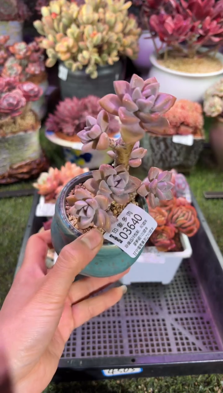 【闪购商品】03640脱土带盆