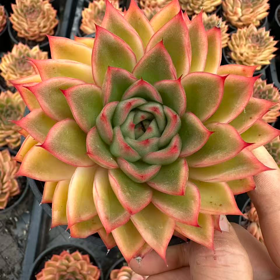 10#金麦多肉植物       前男友精品多肉
