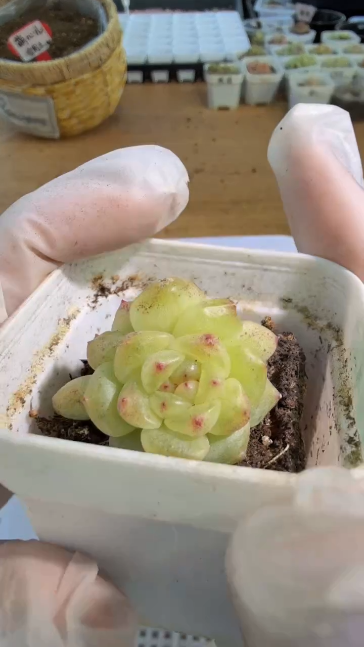 相柳 五方一盆 单双混 量拍混发