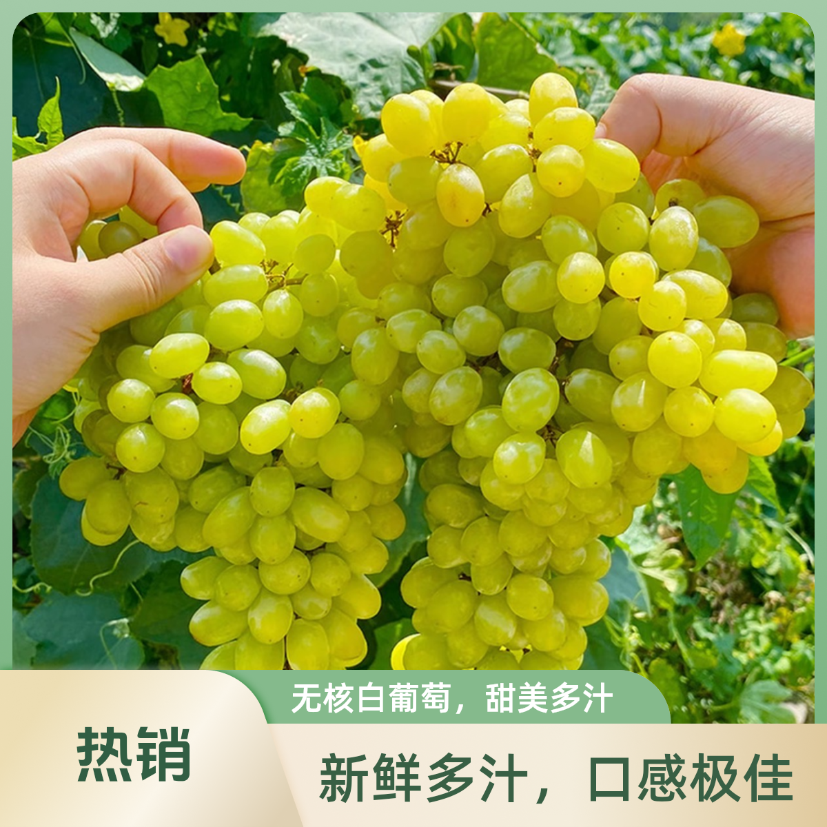 【顺丰次日达】新鲜现摘现发吐鲁番火焰山无核白葡萄精品果新疆维吾尔自治区