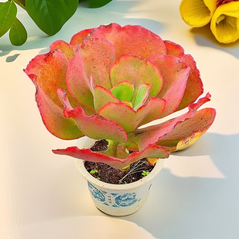 全状态天空之城 11.23新品 易老桩 多肉植物【满15包邮】