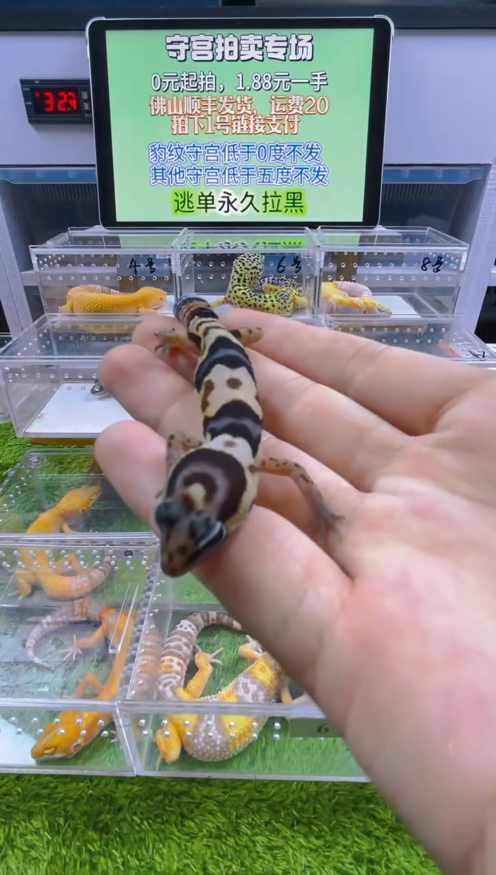 豹纹守宫可爱温顺好玩守宫迷人