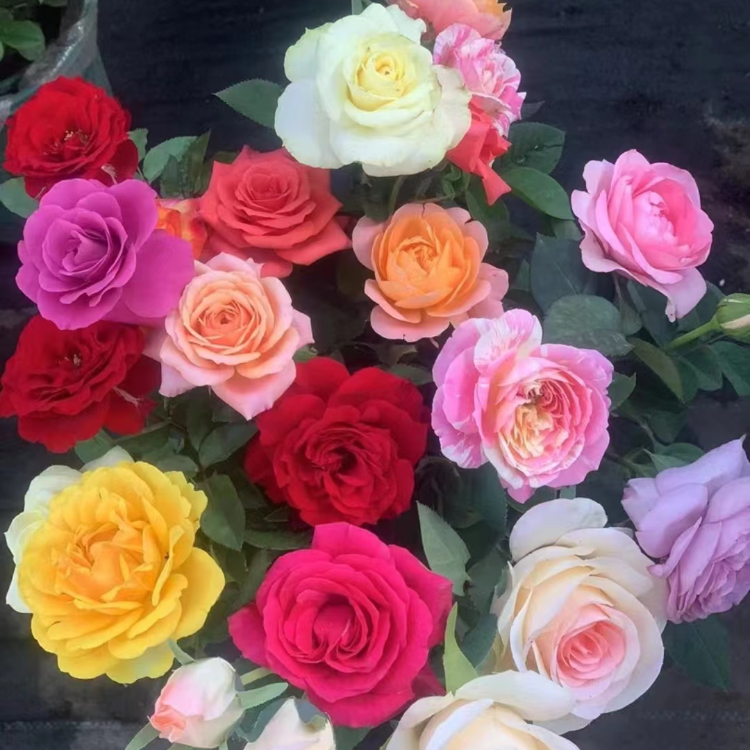 花花【多色月季】复色花四季开花盆栽地栽阳台庭院耐热耐寒
