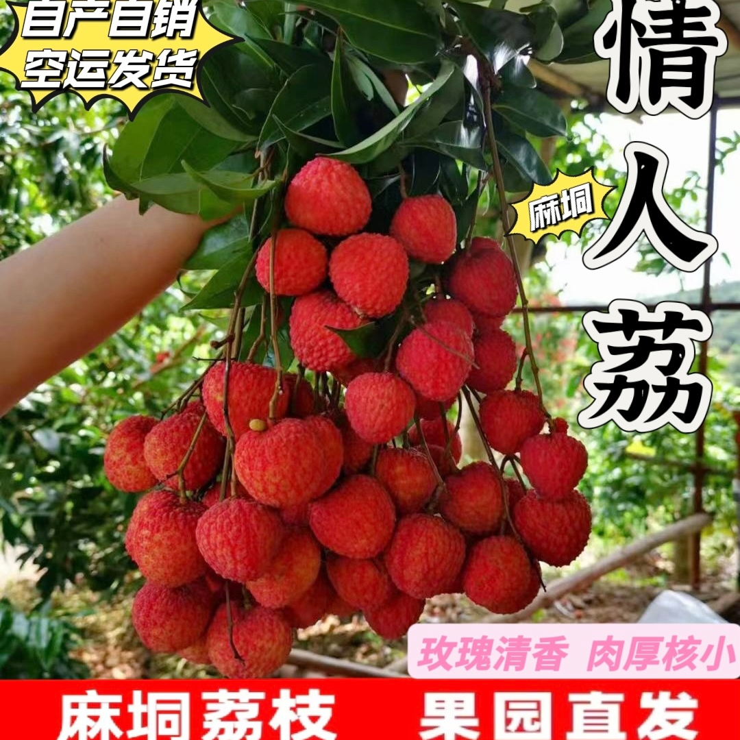 【两广专线】新鲜现摘广西麻垌爆甜情人荔枝老树状元红荔当季水果