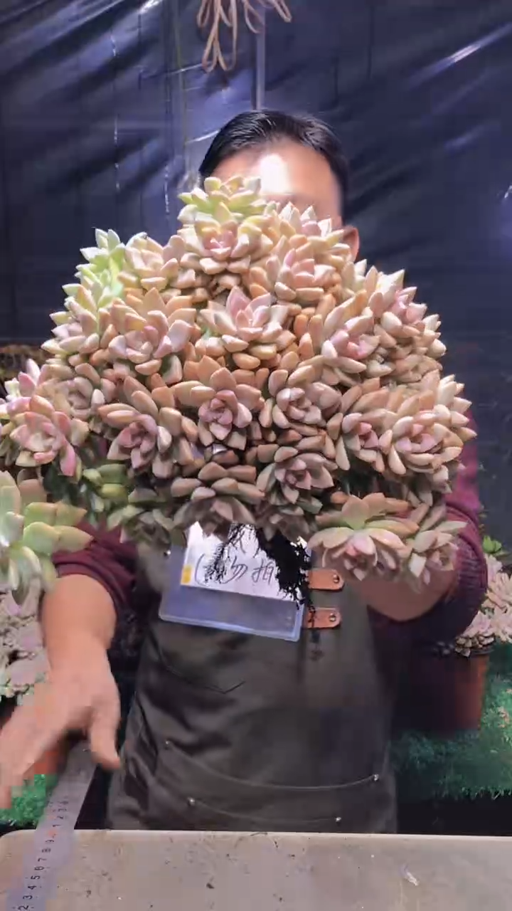 208淡雪缀化（一物一拍）