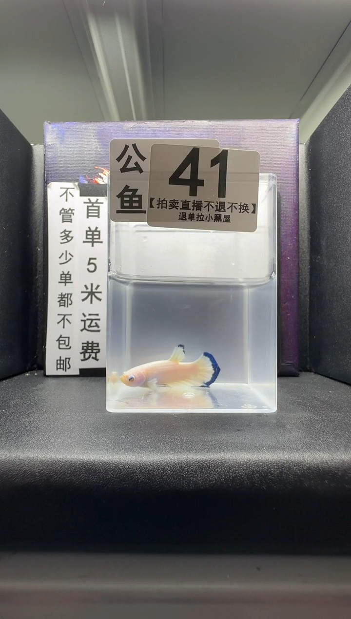 斗鱼公鱼编号：41