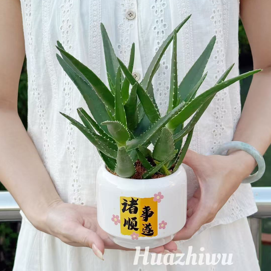 【开学季】韩国芦荟美人芦荟盆栽室内净化空气好养耐旱防辐射伴手礼