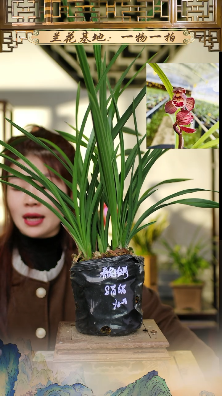 全部花苞春剑红荷8苗6花苞