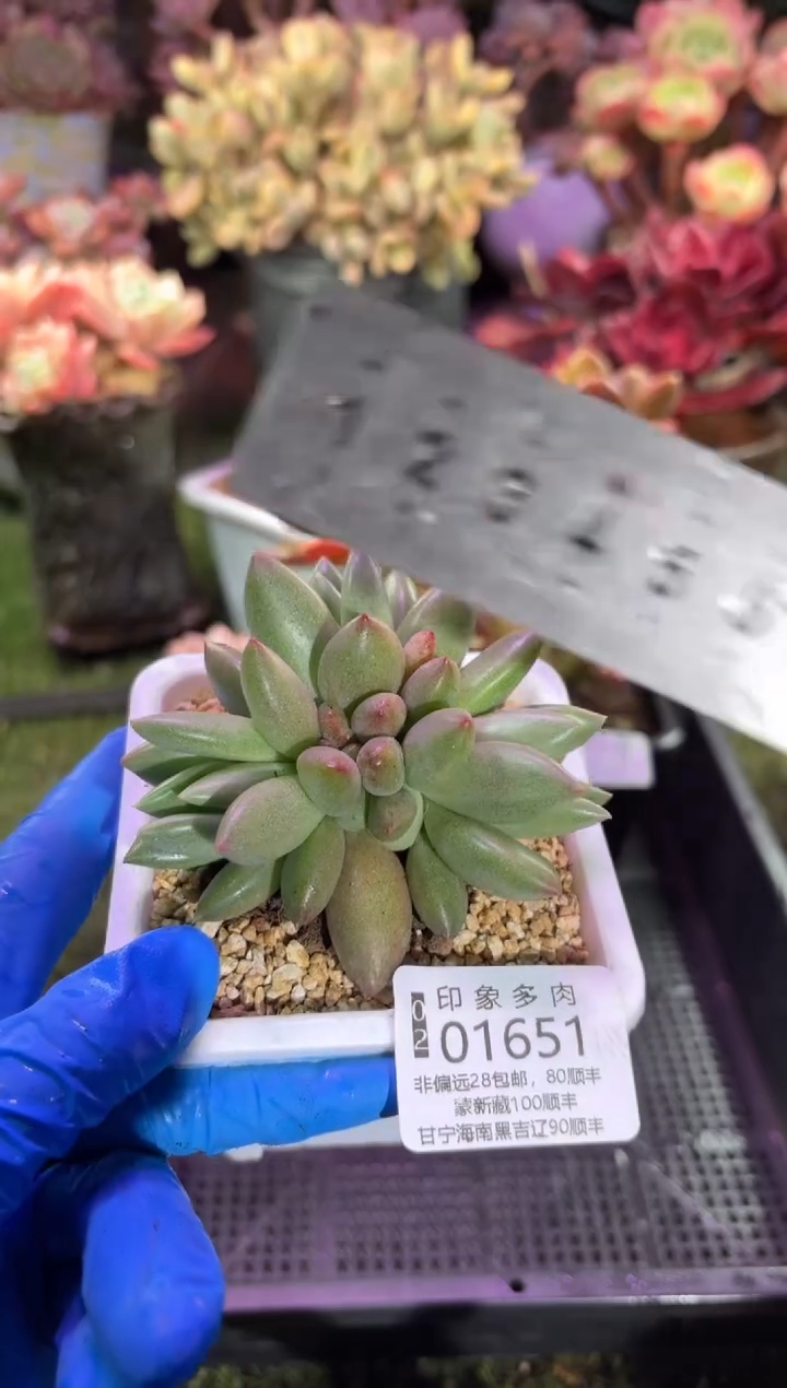 【闪购商品】01651