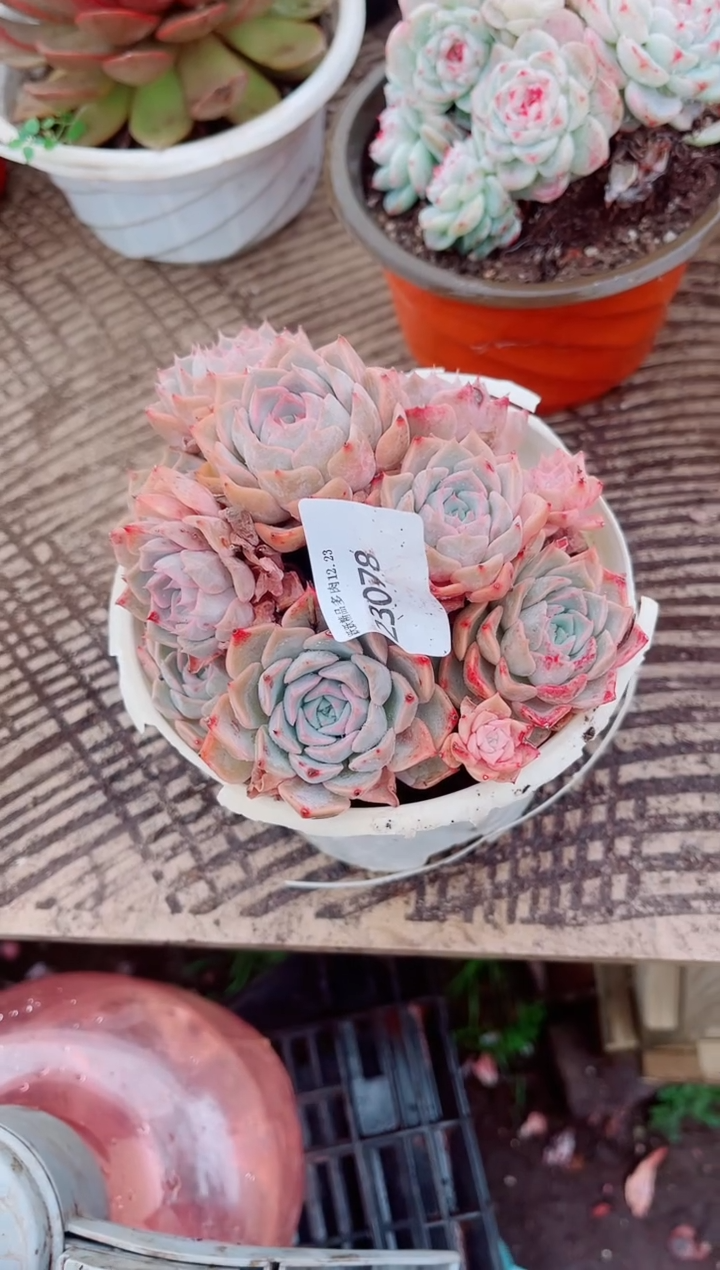 叮**?跃跃精品多肉23078