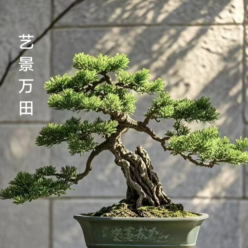 玄关客厅阳台摆放罗汉松盆景