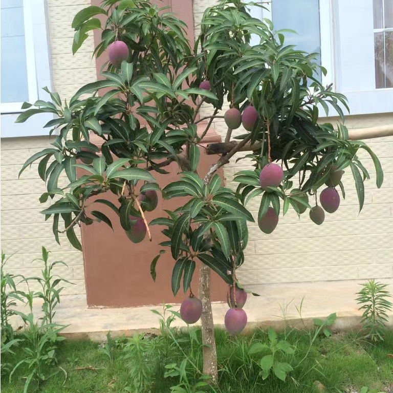 芒果树苗正品嫁接苗带土带叶金煌芒红贵妃台农芒芒盆栽地栽芒果树