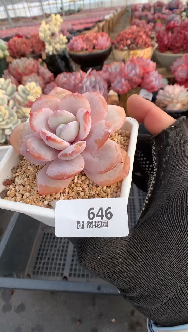 646奶茶一物一拍多肉植物