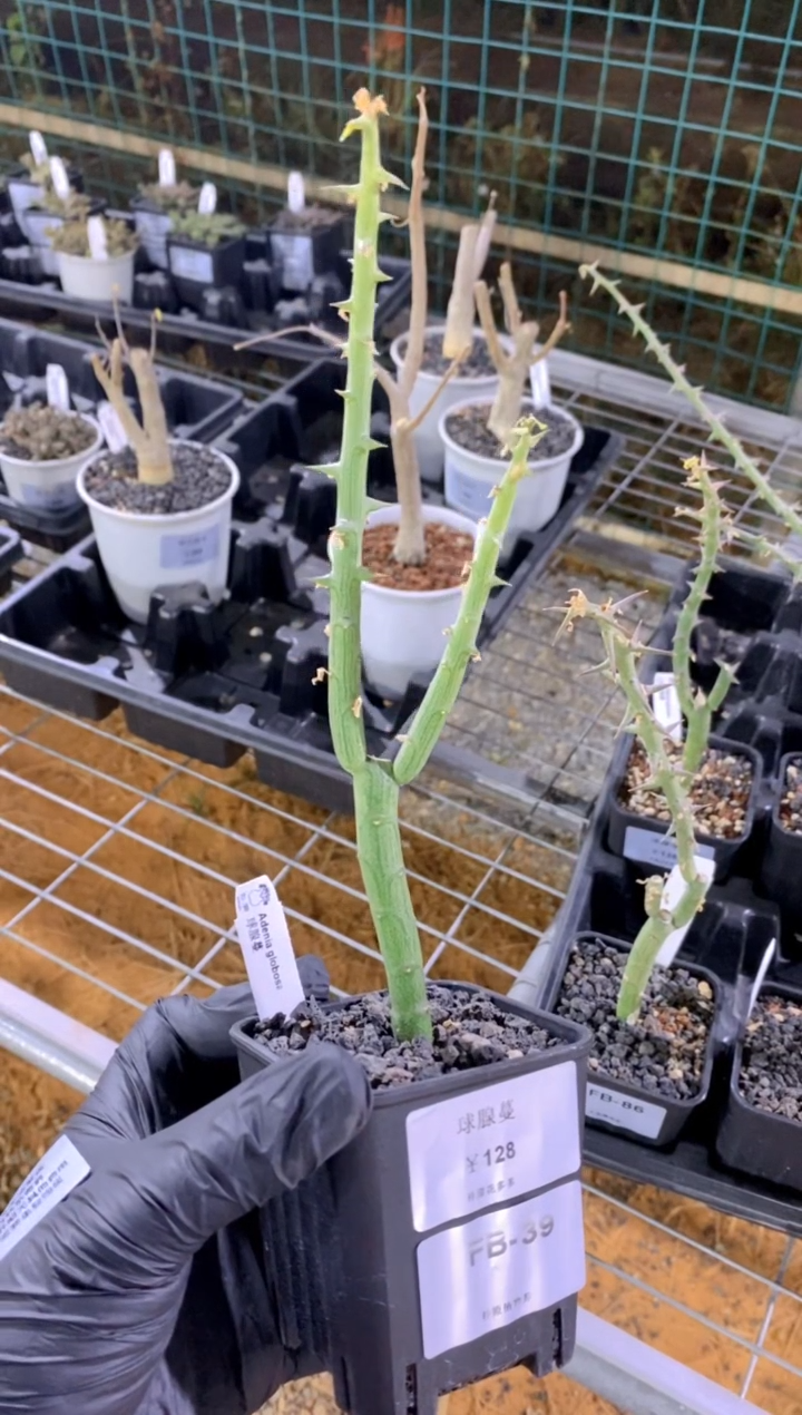 【闪购商品】球腺蔓FB-39