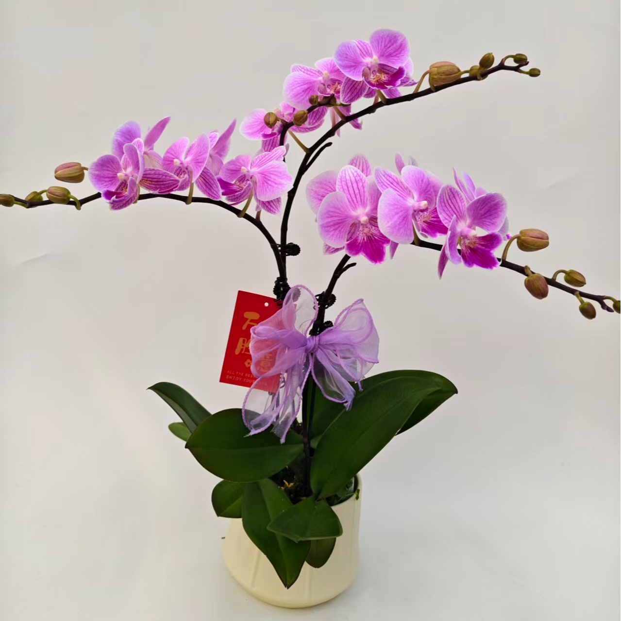 蝴蝶兰【露西】鲜花盆栽室内观赏花花佛山基 地直发好养易活