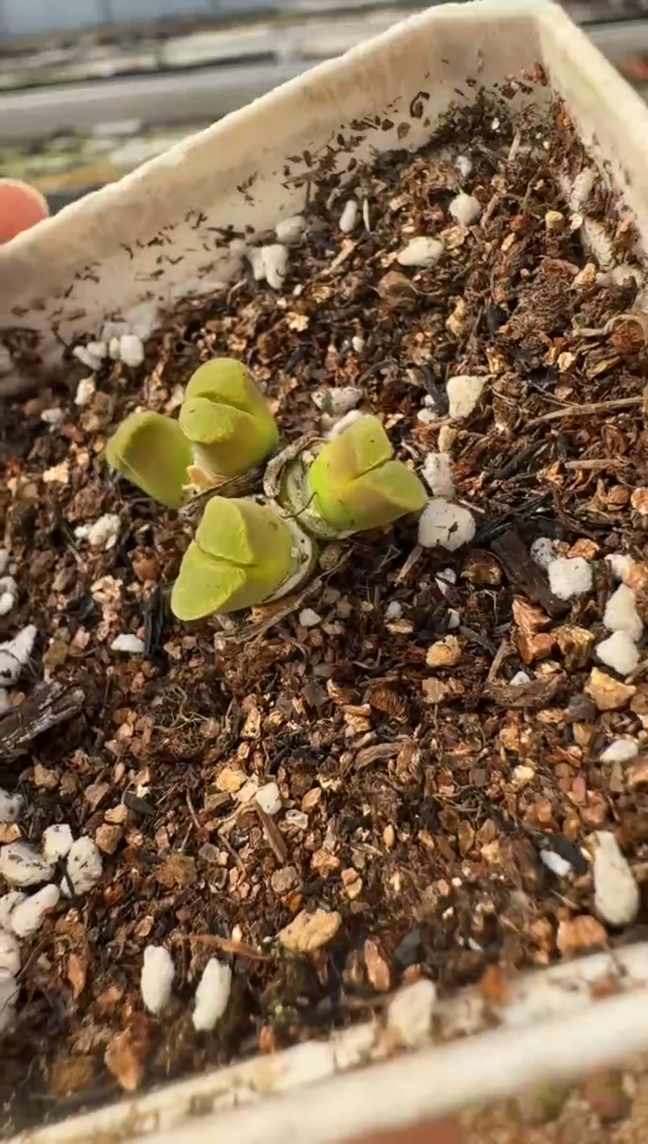 【闪购商品】2.5-55