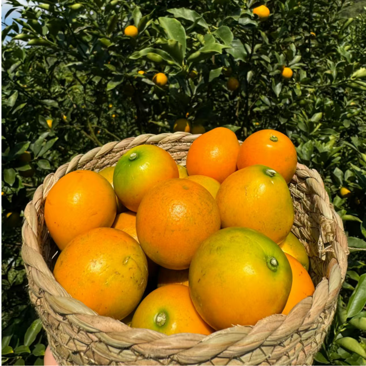 广西融安脆蜜金柑三代现摘现发蜜甜多汁2斤装 坏果包赔顺丰发货