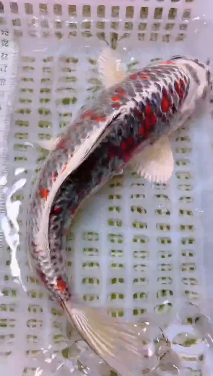 锦鲤冷水观赏鱼全场包邮159