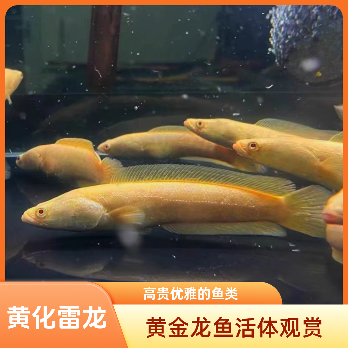 黄化雷龙（新手练手必玩）（好活易养无需过滤打氧）