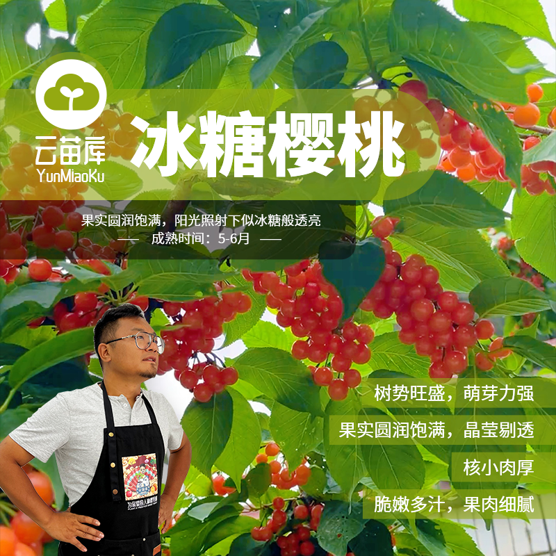 冰糖樱桃容器苗(明年挂果)肉脆香甜盆栽简单挂果性能好糖度极高
