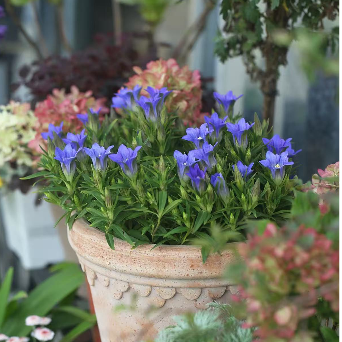 龙胆海洋之心 多年生花园耐寒植物