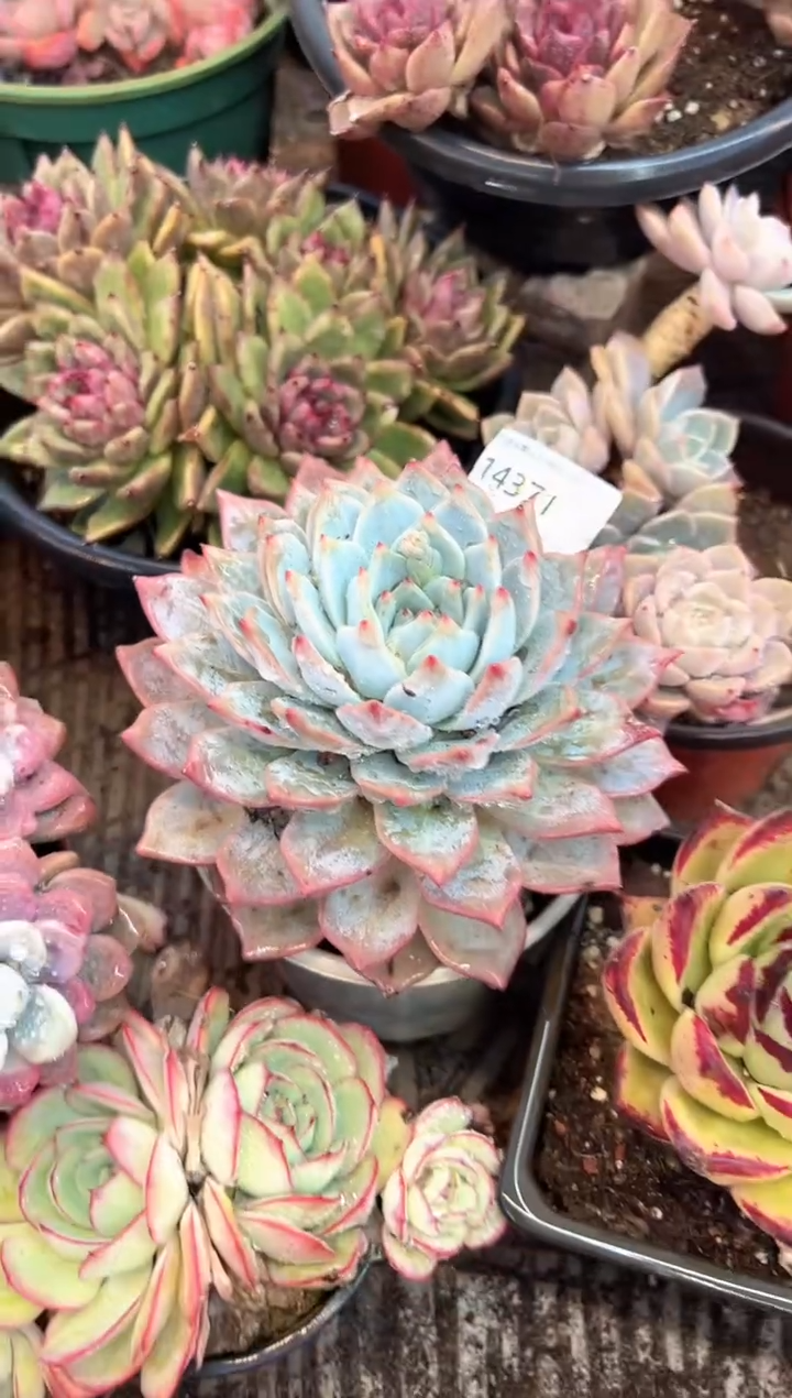 ໑****凉多肉植物一物一拍14371