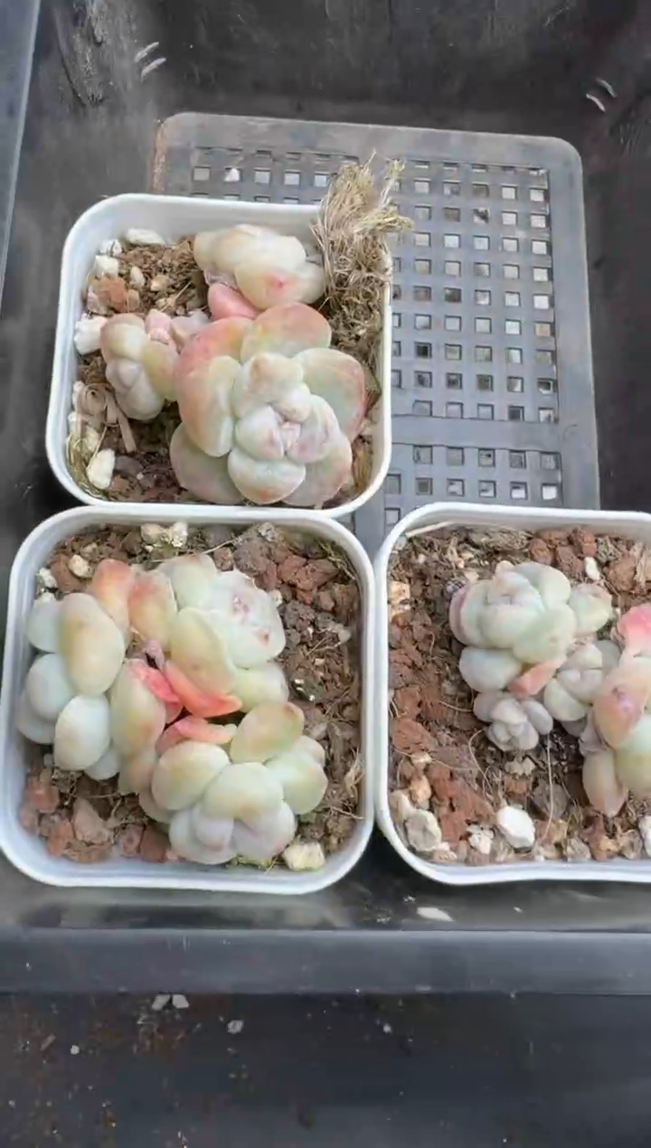 【闪购商品】173号到手1框--江北多肉