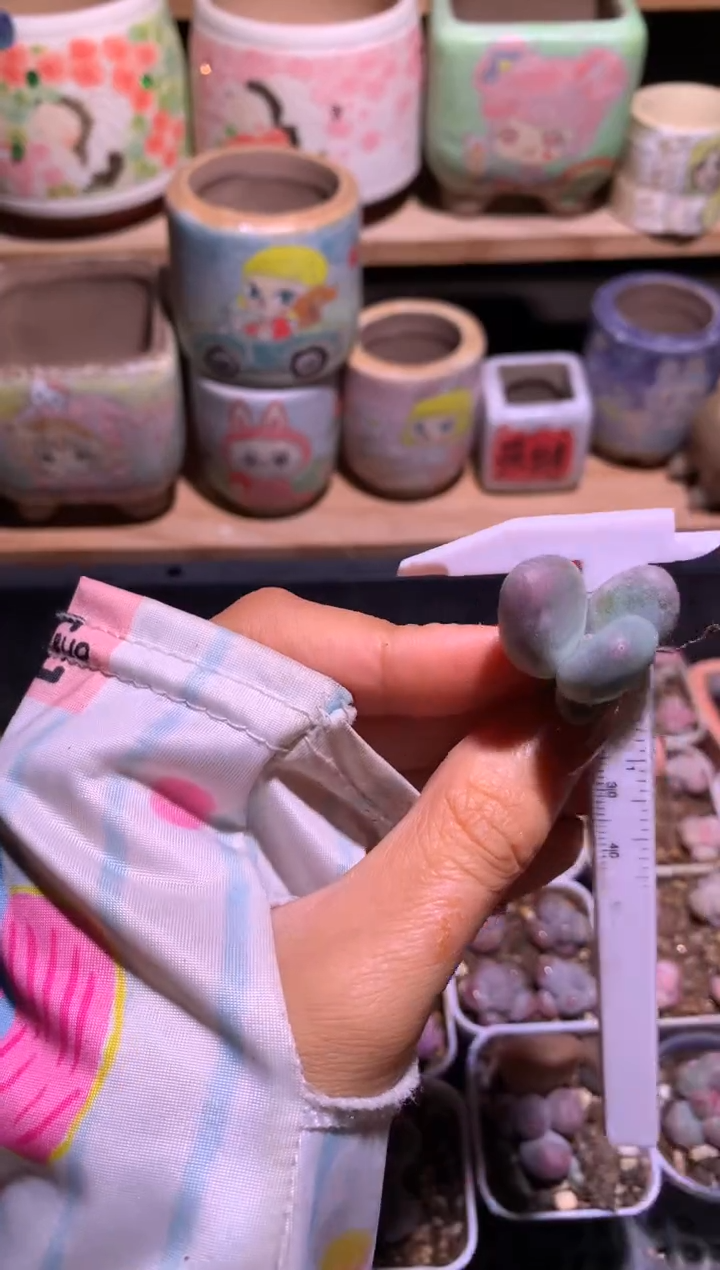 大叶奶叶插苗哈哈