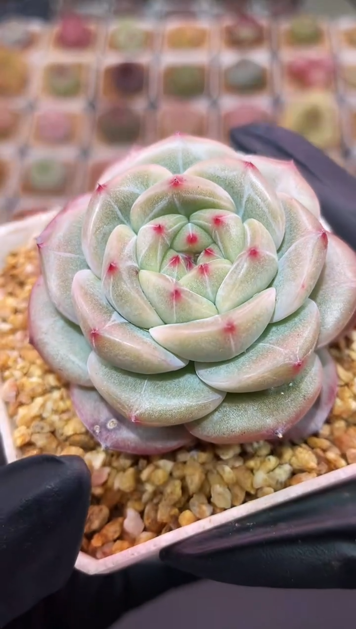 闪购445 新品多肉一颗  4.5-5厘米