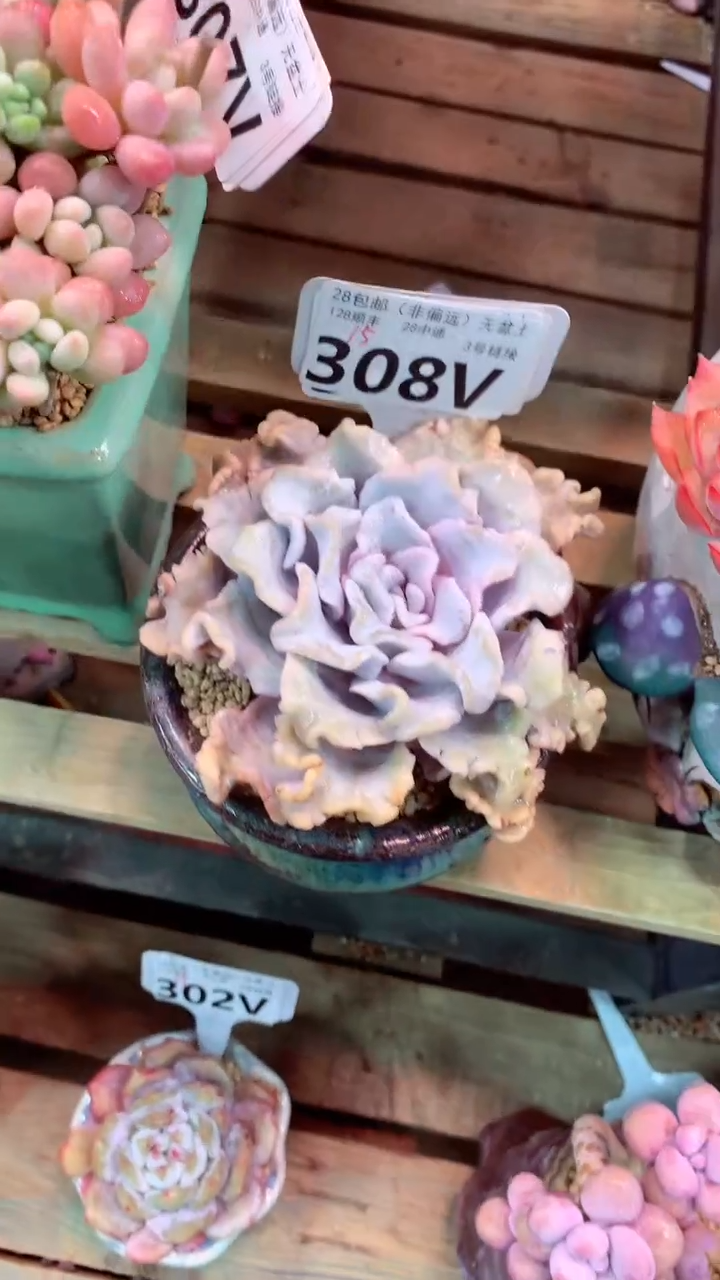 308V（一物一拍，精品多肉，w所见即所得 ）