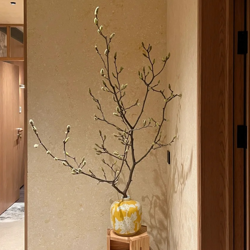 玉兰鲜花枝|可做造景干花，中式意境形态美