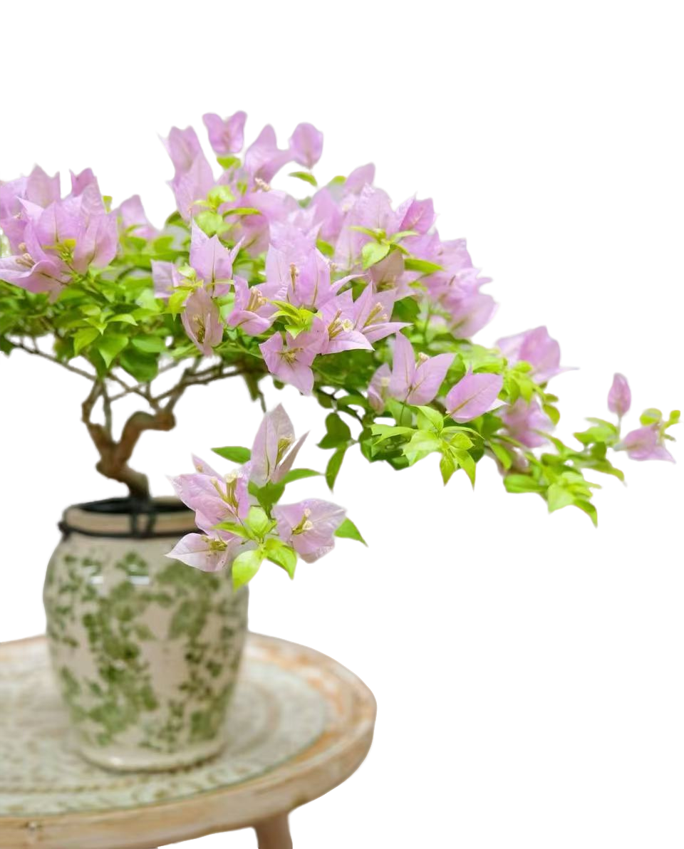 三角梅一物一拍专用