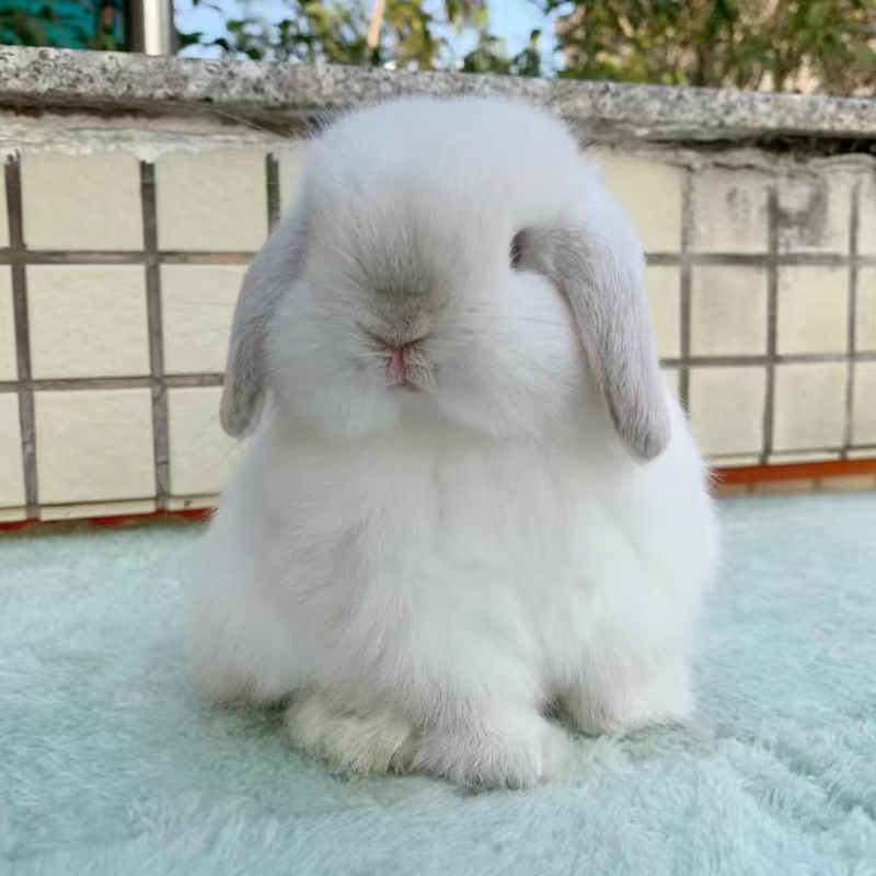 超萌不咬人长不大迷你侏儒垂耳宠物兔活体